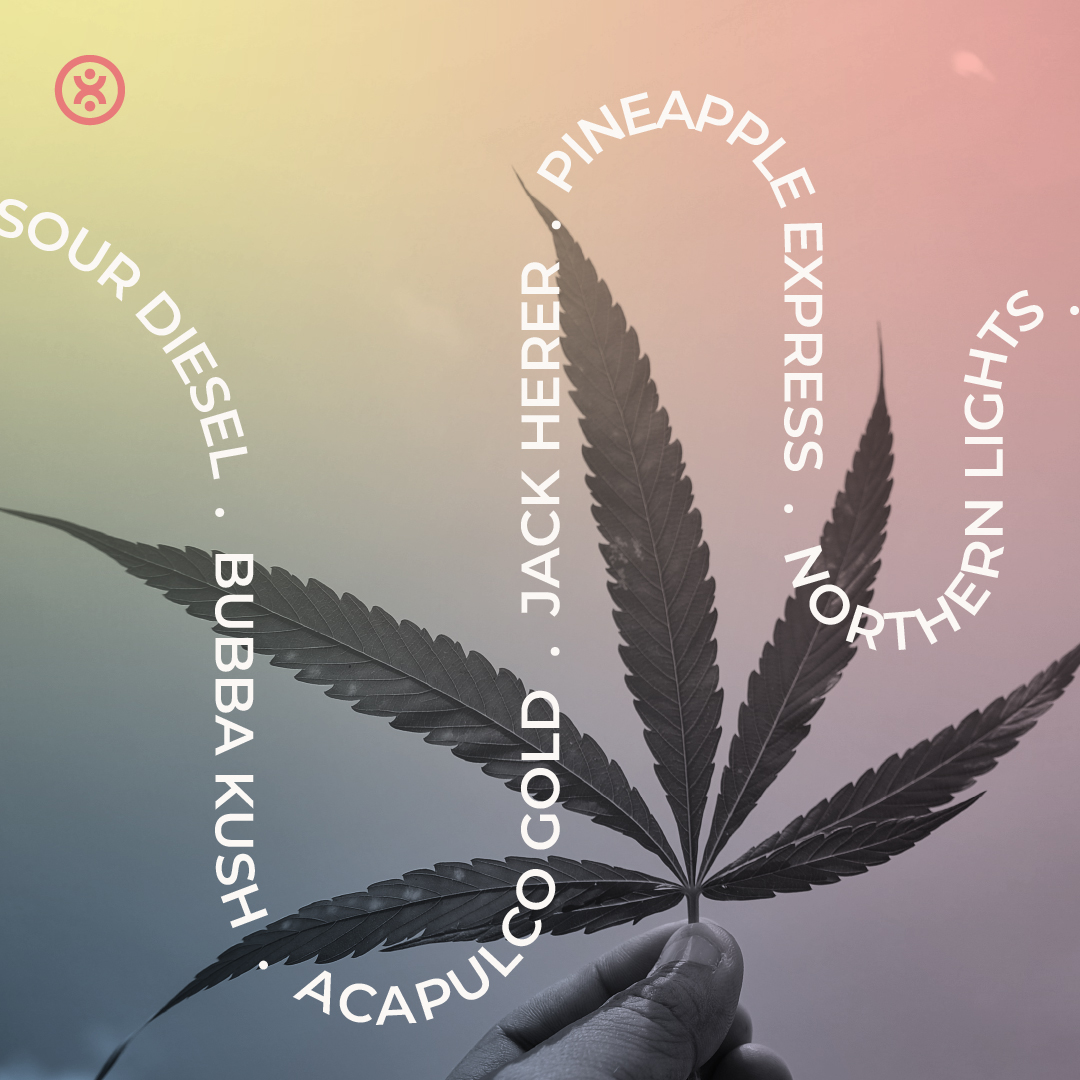 MyTEPI's tweet photo. Cannabis strains are often named after their place of origin, appearance, aroma, or flavor. This is why you see names like #WeddingCake (flavor), #SourDiesel (aroma), and #JackHerer (origin: cannabis activist). https://t.co/nXwqER9nVd