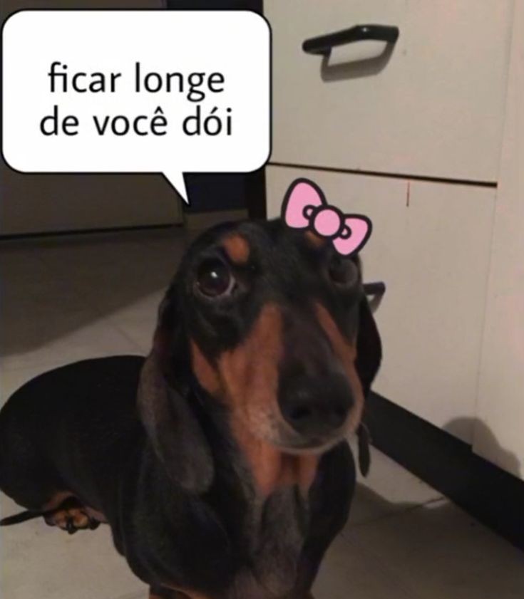 animais com frases aleatorias (@animaisfrases_) on Twitter photo 