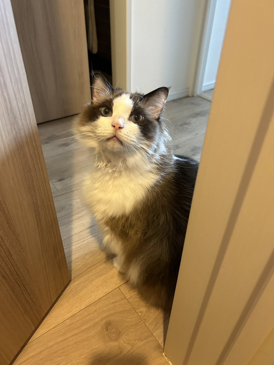 ryosuke8's tweet photo. たまには猫を。朝のトイレ中に猛抗議にあい、ドアを開けたところをぱしゃり https://t.co/rwjAeBsWh9
