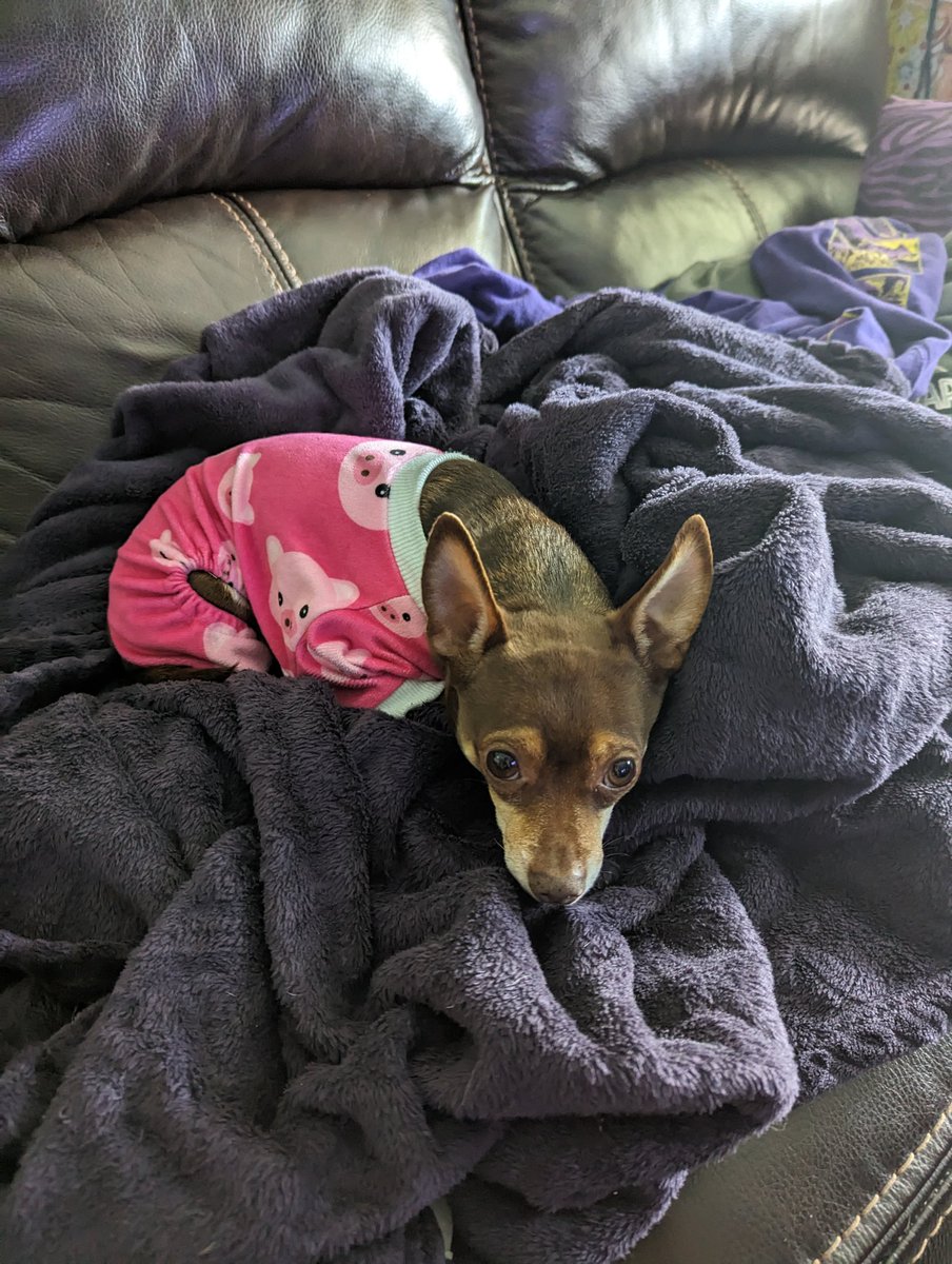 MarvelousKevinT's tweet photo. @BarghestBlack Doggo pics for the Mabel pics https://t.co/LlKaNsyByG
