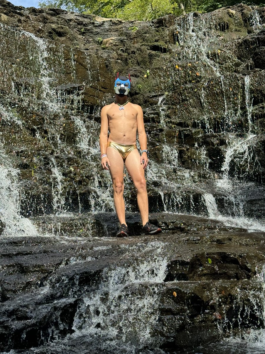 pupper_dash's tweet image. And over to the left you will see a wild Puppy Dash upon his pride rock, basking in the sunlight☀️☀️