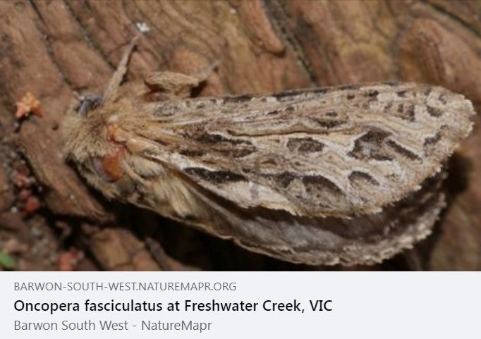 NatureMapr (@naturemapr) on Twitter photo Our featured sighting of the day is an ๐จ๐ป๐ฑ๐ฒ๐ฟ๐ด๐ฟ๐ผ๐๐ป๐ฑ ๐๐ฟ๐ฎ๐๐๐ด๐ฟ๐๐ฏ or ๐๐ฏ๐ค๐ฐ๐ฑ๐ฆ๐ณ๐ข ๐ง๐ข๐ด๐ค๐ช๐ค๐ถ๐ญ๐ข๐ต๐ถ๐ด from WendyEM and is the first sighting of this species of moth for NatureMapr ๐
barwon-south-west.naturemapr.org/sightings/4585โฆ Our featured sighting of the day is an ๐จ๐ป๐ฑ๐ฒ๐ฟ๐ด๐ฟ๐ผ๐๐ป๐ฑ ๐๐ฟ๐ฎ๐๐๐ด๐ฟ๐๐ฏ or ๐๐ฏ๐ค๐ฐ๐ฑ๐ฆ๐ณ๐ข ๐ง๐ข๐ด๐ค๐ช๐ค๐ถ๐ญ๐ข๐ต๐ถ๐ด from WendyEM and is the first sighting of this species of moth for NatureMapr ๐
barwon-south-west.naturemapr.org/sightings/4585โฆ