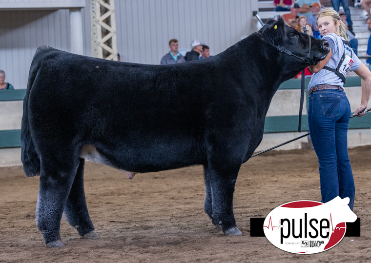 NetzkeCattle's tweet photo. It was a great day in Des Moines for the Loynachan Family!

Reserve Champion Maine Steer | 2024 Iowa State Fair
Here I Am x Garth/Irish Whiskey
Raised by Hilbert Cattle Company
Sold by Netzke, Rodgers &amp; Ferguson
Congratulations to Harbor Loynachan!

Backdrop picture coming soon https://t.co/CjhKhm8AfF