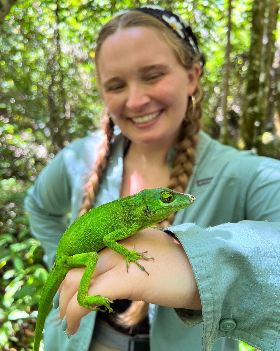 Anna Thonis, Ph.D.🦎 (@annainthefield) on Twitter photo Fitting that today, on 🦎WORLD LIZARD DAY🦎, <a href="/jhancsalazar/">Jhan C. Salazar</a> and I finished the <a href="/IUCNssc/">IUCN Species Survival Commission</a> Anolidae Lizard Specialist Group (ALSG) proposal and sent it off for review.
I am so excited for the ALSG to (hopefully soon) be official! We love you, anoles! 🦎🦎🦎 Fitting that today, on 🦎WORLD LIZARD DAY🦎, <a href="/jhancsalazar/">Jhan C. Salazar</a> and I finished the <a href="/IUCNssc/">IUCN Species Survival Commission</a> Anolidae Lizard Specialist Group (ALSG) proposal and sent it off for review.
I am so excited for the ALSG to (hopefully soon) be official! We love you, anoles! 🦎🦎🦎