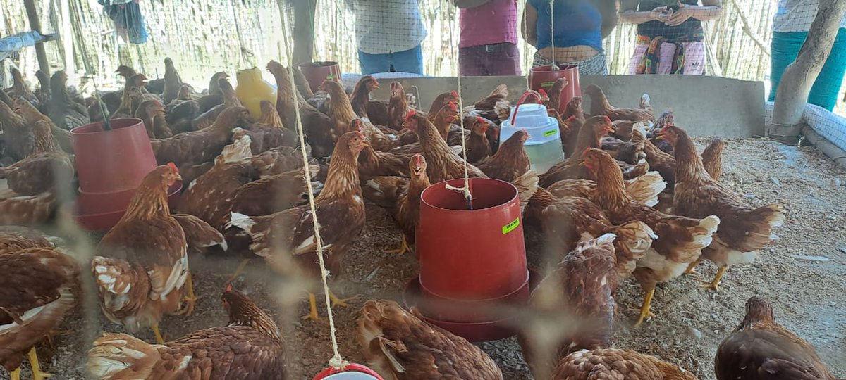 BeatrizGdelcamp's tweet photo. Empoderamiento económico para mujeres con proyecto de Gallinas ponedoras para Asociación de Mujeres ASOMVIFLOR en Flor del Monte, Sucre, financiado por @SwedeninCOL con @WeEffectLA
Este proyecto busca fortalecer la economía local y mejorar la calidad de vida de las mujeres. https://t.co/ikMKdLtiq5