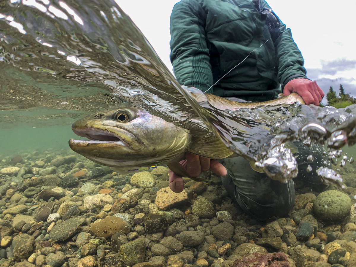 ElevenAngling's tweet photo. As the colder months descend on the Northern Hemisphere, Chile is just starting to warm up, making this region a go-to for anglers wanting to take on trout in some of the world's best waters and conditions.

#flyfishing #elevenangling #elevenexperience @elevenexperienc https://t.co/9gikQuS15c