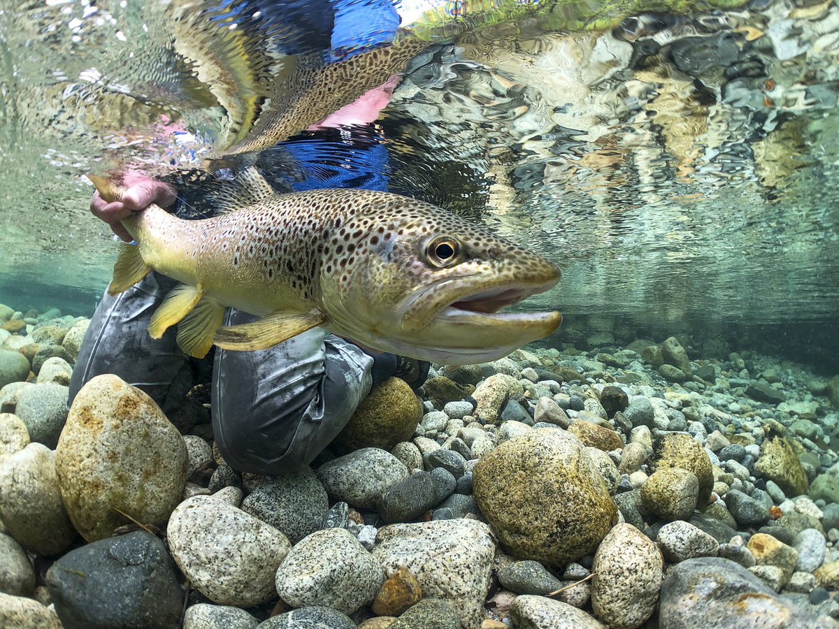 ElevenAngling's tweet photo. As the colder months descend on the Northern Hemisphere, Chile is just starting to warm up, making this region a go-to for anglers wanting to take on trout in some of the world's best waters and conditions.

#flyfishing #elevenangling #elevenexperience @elevenexperienc https://t.co/9gikQuS15c
