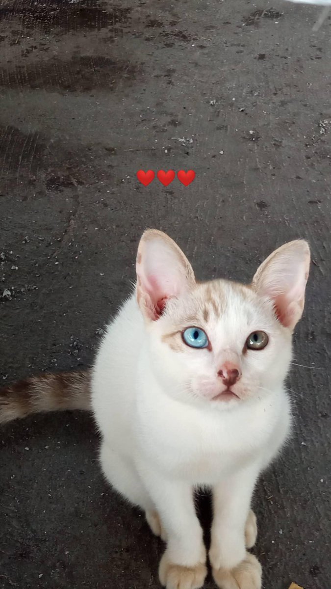 putraprwr's tweet photo. Beautiful eyes https://t.co/Jfi4e0B10O