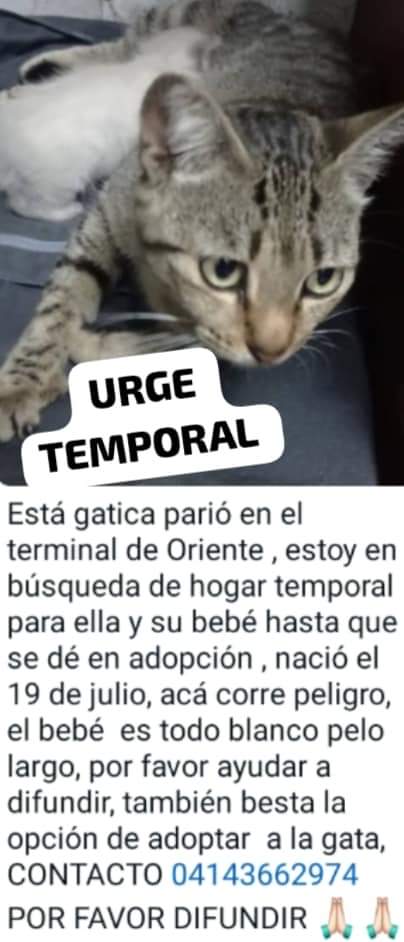 Necesitan hogar temporal o definitivo URGENTE, Caracas