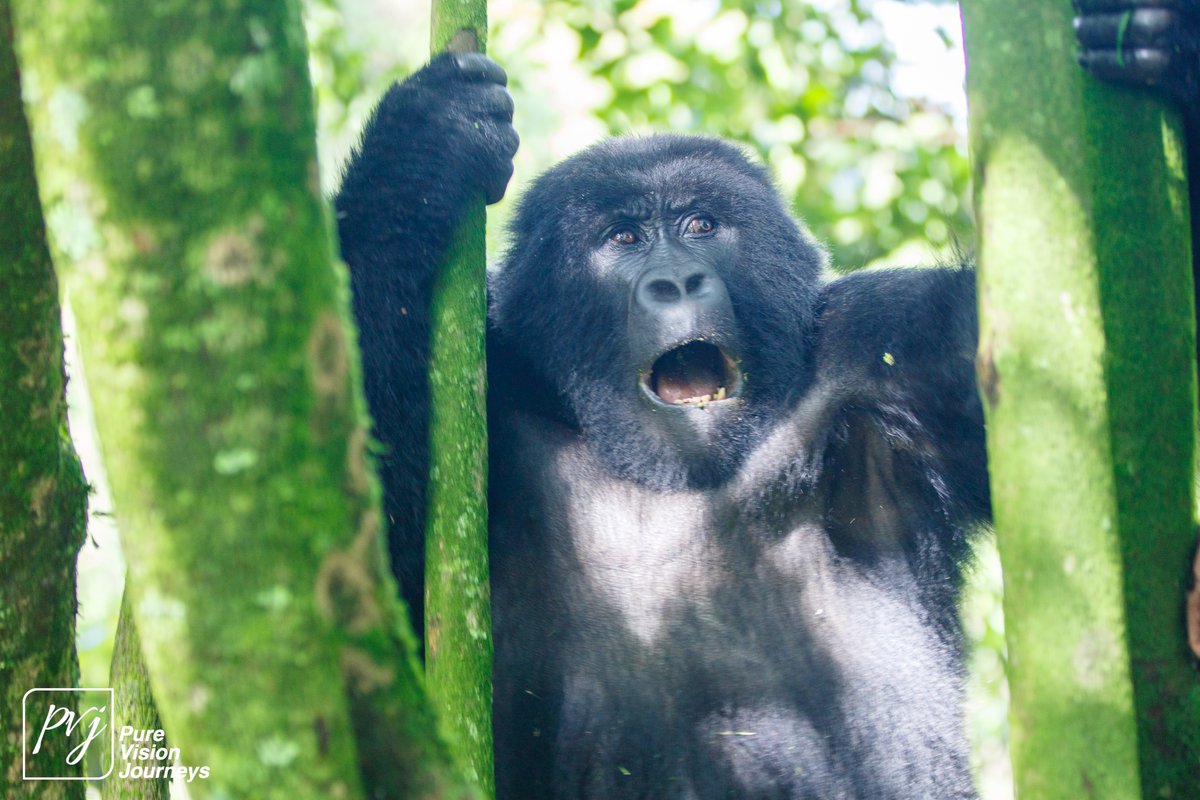 An Album of Uganda Wildlife - POATE 2024 amirinia.com/an-album-of-ug…