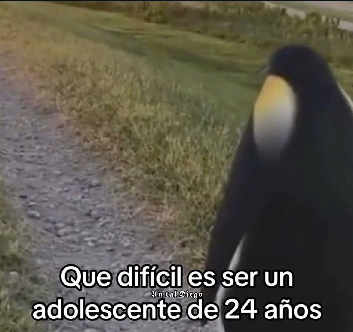 memes feos yo qué sé (@memefeos) on Twitter photo 