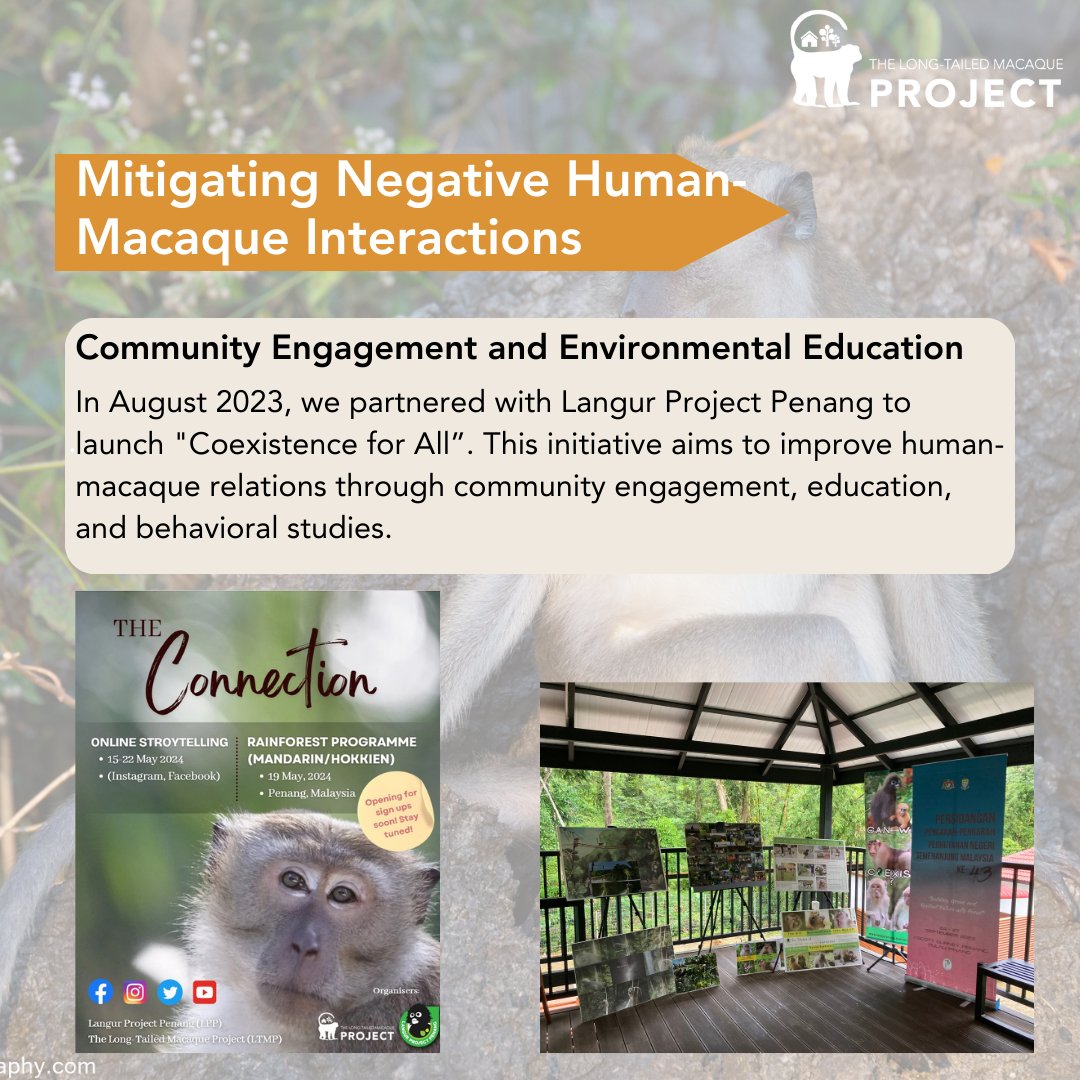 The Long-Tailed Macaque Project tweet media