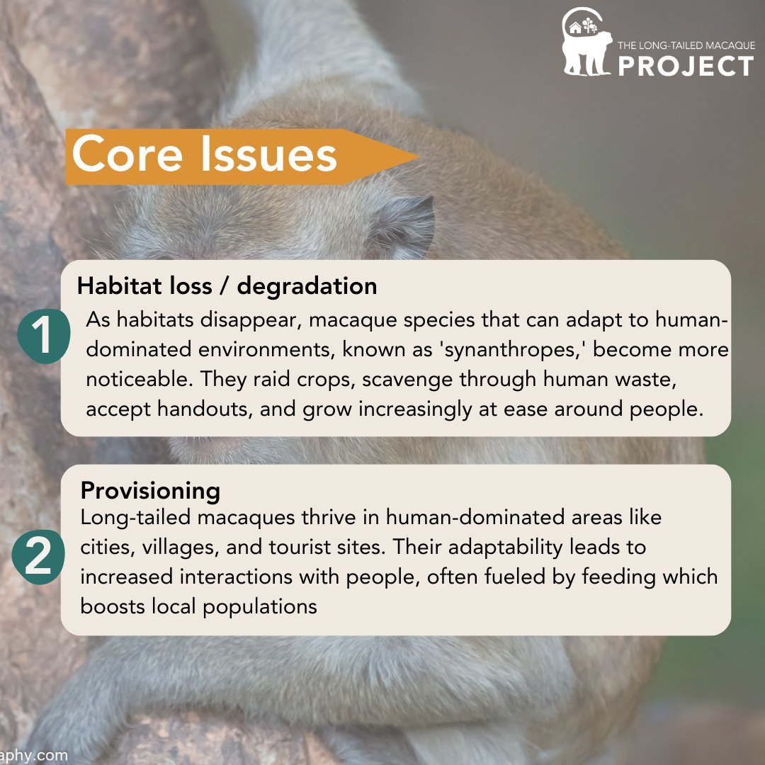 The Long-Tailed Macaque Project tweet media