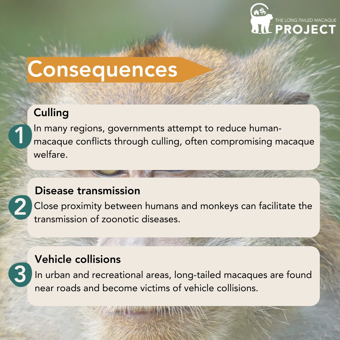 The Long-Tailed Macaque Project tweet media