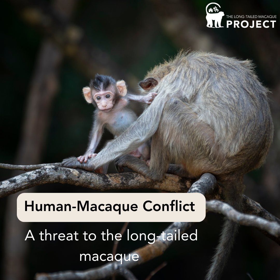 The Long-Tailed Macaque Project tweet media