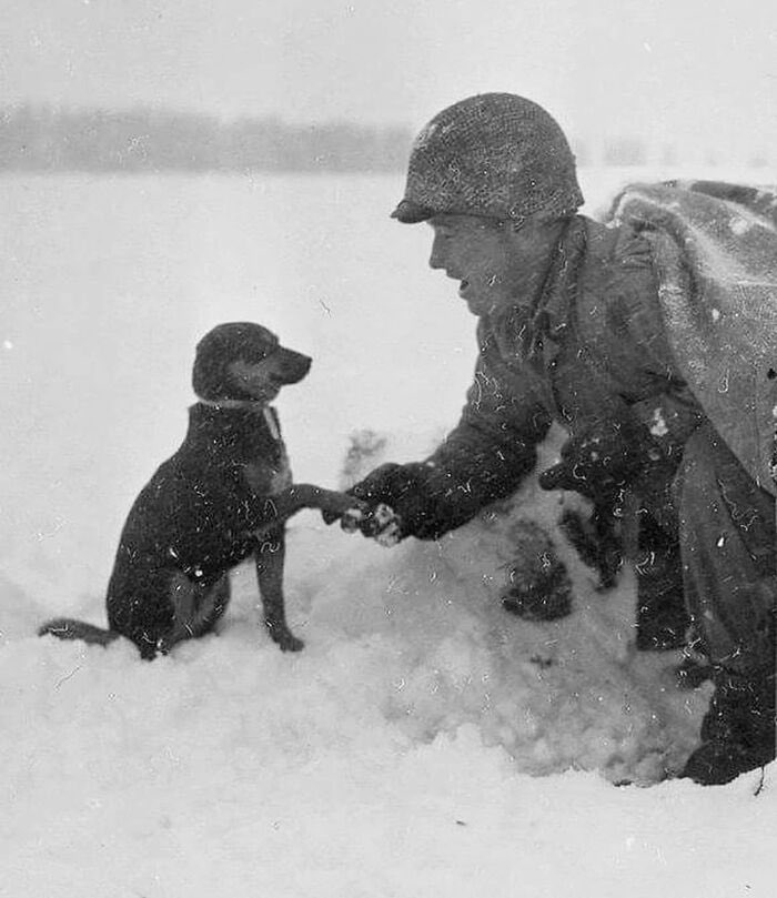 RelatocuriosoK's tweet photo. Un soldado estadounidense estrecha la mano de un perro en Luxemburgo durante la Batalla de las Ardenas, 1944. https://t.co/yLFuyGg6L2