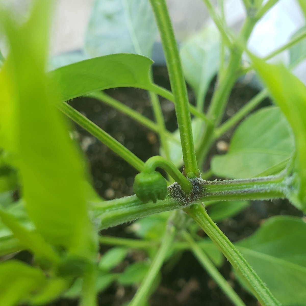 Baby scotchie, if you know you know 🇯🇲