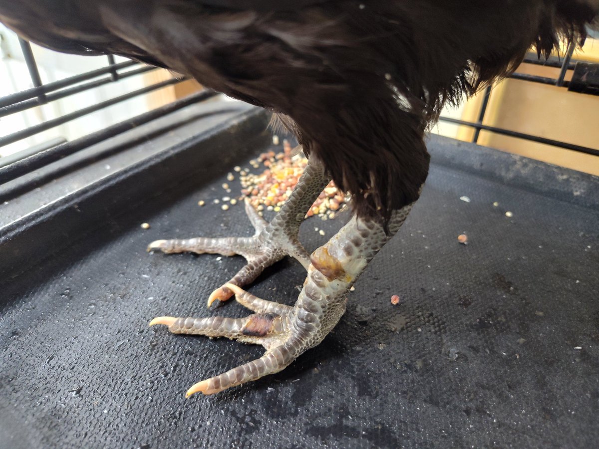 CJs_Chicks's tweet photo. This girl got into a fight with something, but came out victorious. Found her in some bushes, with magots in her thigh muscles. She was able to make a full recovery and is now back with the flock.
#chicken #pullet #nature #miracle #magots https://t.co/YVmfnAIZNP