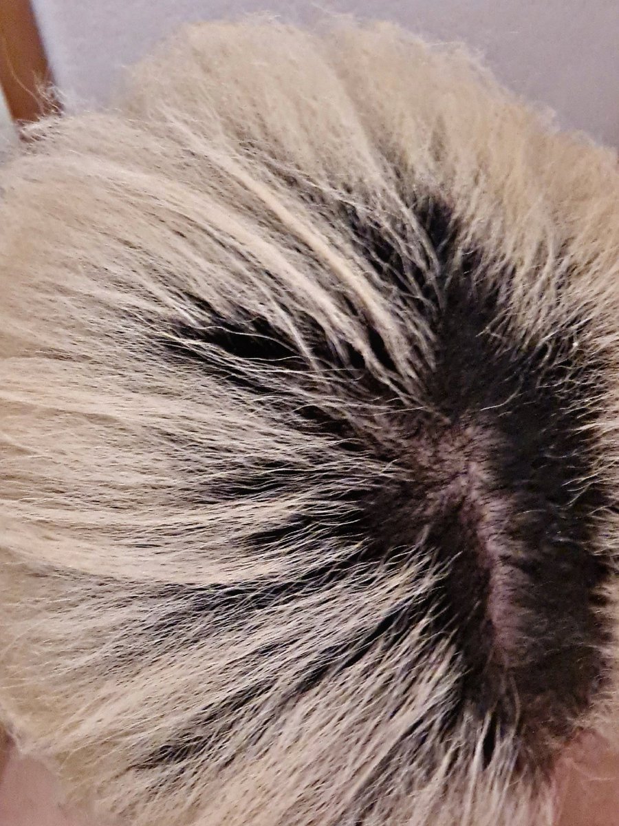 TheProfPearlC's tweet photo. #Theotherday
#norelaxer, #just pre-#homewashed and quick 180ยฐ #flatironed before visiting the salon for a #silkpress til my new set of #braids, b/c 2x braids still.
~ #PEARL ๐ ~ https://t.co/5GSwUMOcd8