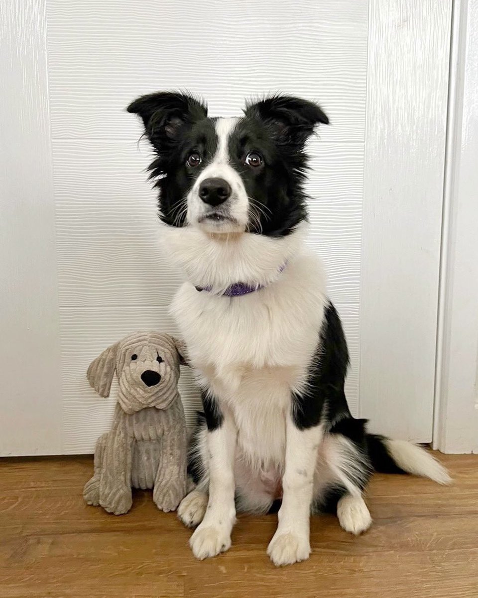 This is Harley. She and her stuffed friend can't share clothes or collars anymore. But luckily, they will always be able to share memories. 13/10