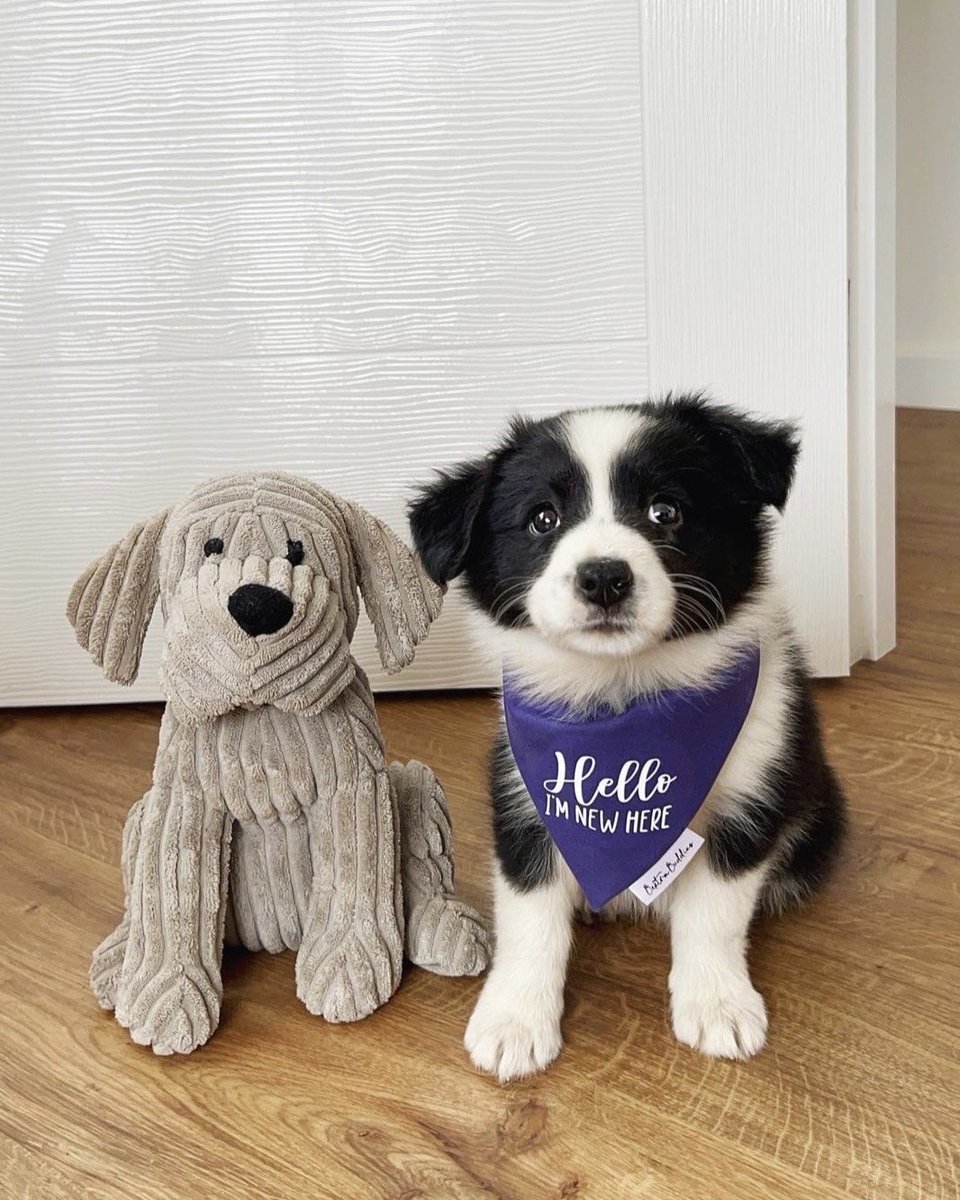 dog_rates's tweet photo. This is Harley. She and her stuffed friend can't share clothes or collars anymore. But luckily, they will always be able to share memories. 13/10 https://t.co/s0lLGVcyfH