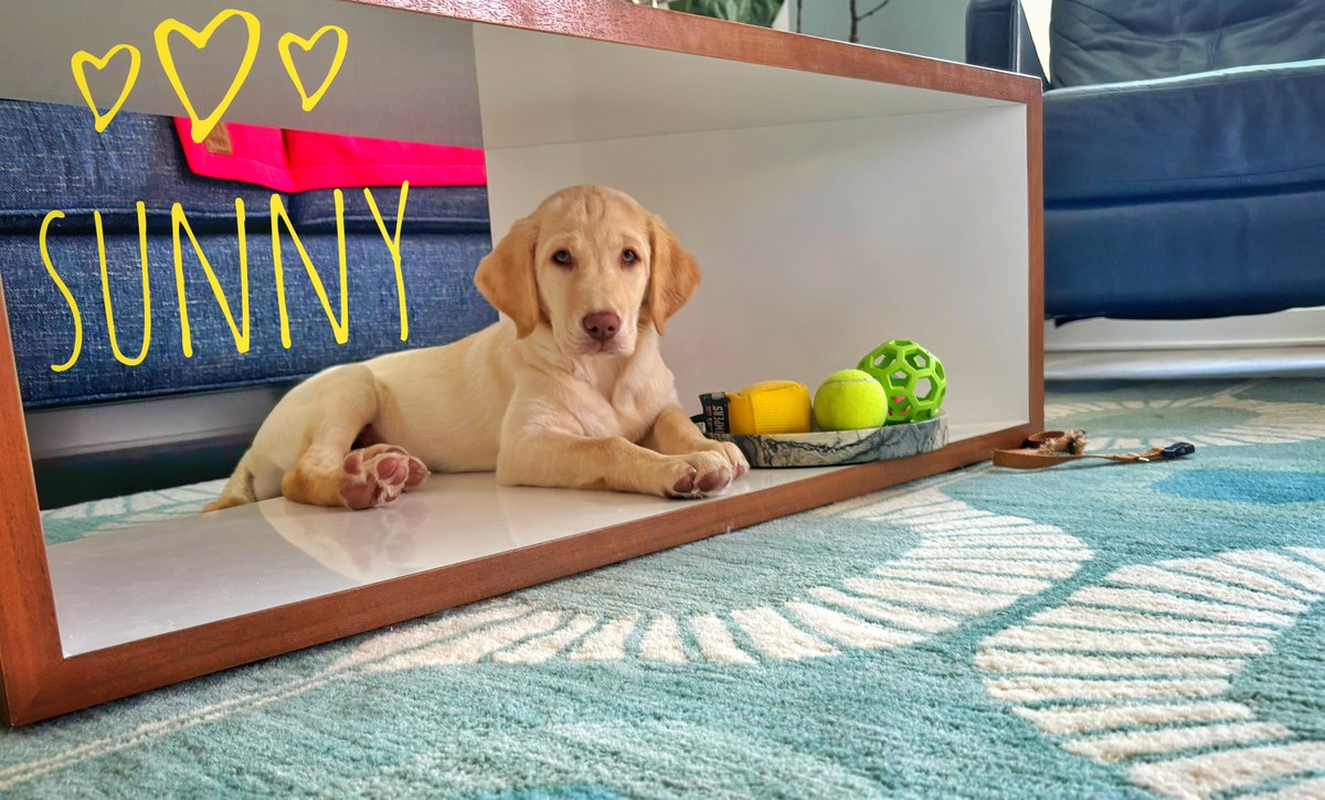 DaveTemple's tweet photo. Please welcome the new @TheThrillerZone Mascot: #Sunny aka #Sundance aka #SunnyDiego aka #Sunshine. Any way you call her, she’s pure joy. And yes, you’ll be seeing a LOT more of her in #Season7! Special Thanks to @TheTammyTemple for making a sweet home for all of us! https://t.co/j1dDMPXyAC