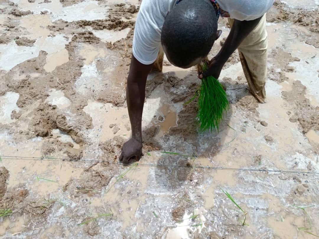 rbm_maroobe's tweet photo. #TASSAGHT en collaboration avec les services techniques déconcentrés de l'agriculture, a organisé une séance pratique sur le système de riziculture intensive dans un PIV à #Forgho dans la commune Soni Ali Ber, région de #Gao https://t.co/YClpgb7iva