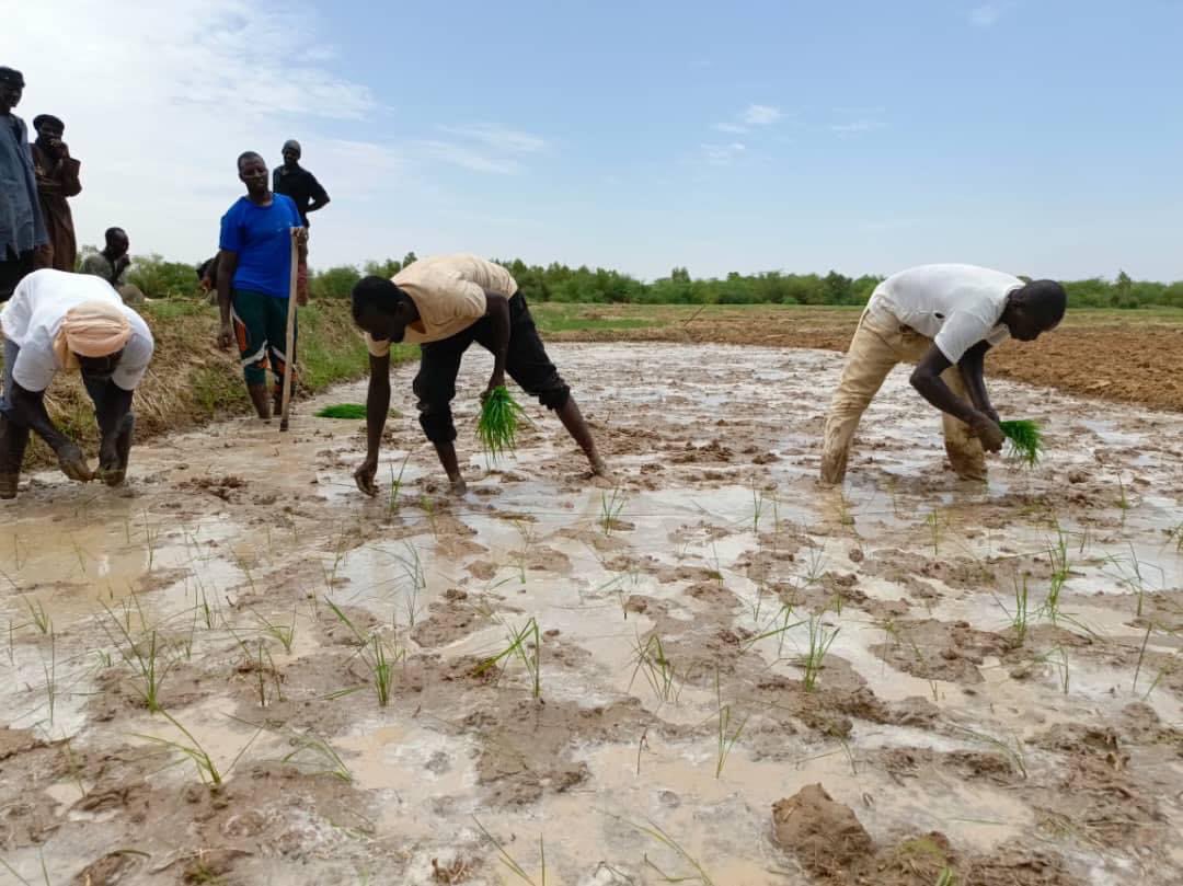 rbm_maroobe's tweet photo. #TASSAGHT en collaboration avec les services techniques déconcentrés de l'agriculture, a organisé une séance pratique sur le système de riziculture intensive dans un PIV à #Forgho dans la commune Soni Ali Ber, région de #Gao https://t.co/YClpgb7iva