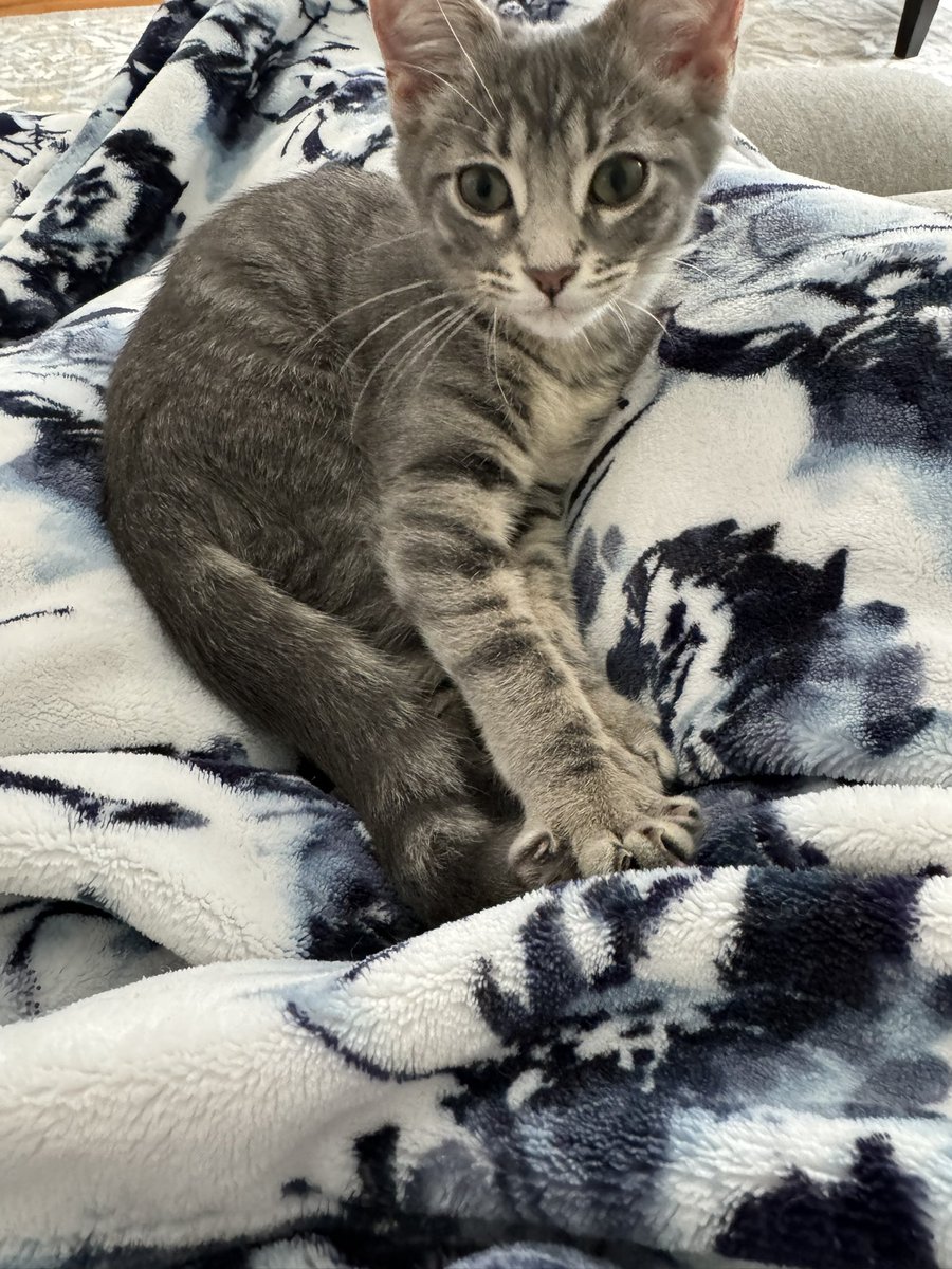 hereforearp's tweet image. Hey my fellow #Earpers! Say hi to my new kitty baby, Waverly! #WynonnaEarp