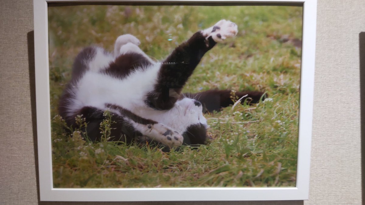 TokyoRo45060741's tweet photo. 昨日、地元で開催していた、小さな猫展に、足を向けて来ました。
個人の女性の活動で、飼い主のいない猫の写真展です。
切なさ、尊さ、理不尽さ。心に響く、写真展。 https://t.co/Gqrd7l0XMh