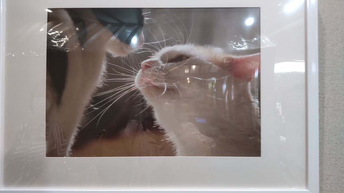 TokyoRo45060741's tweet photo. 昨日、地元で開催していた、小さな猫展に、足を向けて来ました。
個人の女性の活動で、飼い主のいない猫の写真展です。
切なさ、尊さ、理不尽さ。心に響く、写真展。 https://t.co/Gqrd7l0XMh