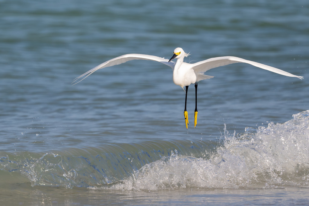 ron_buening's tweet photo. New photo: Dropping the Landing Gear | A Snowy Egret lowers its legs on approach to the beach. | https://t.co/ld5zDTjC1Q https://t.co/gyaYndFAz1