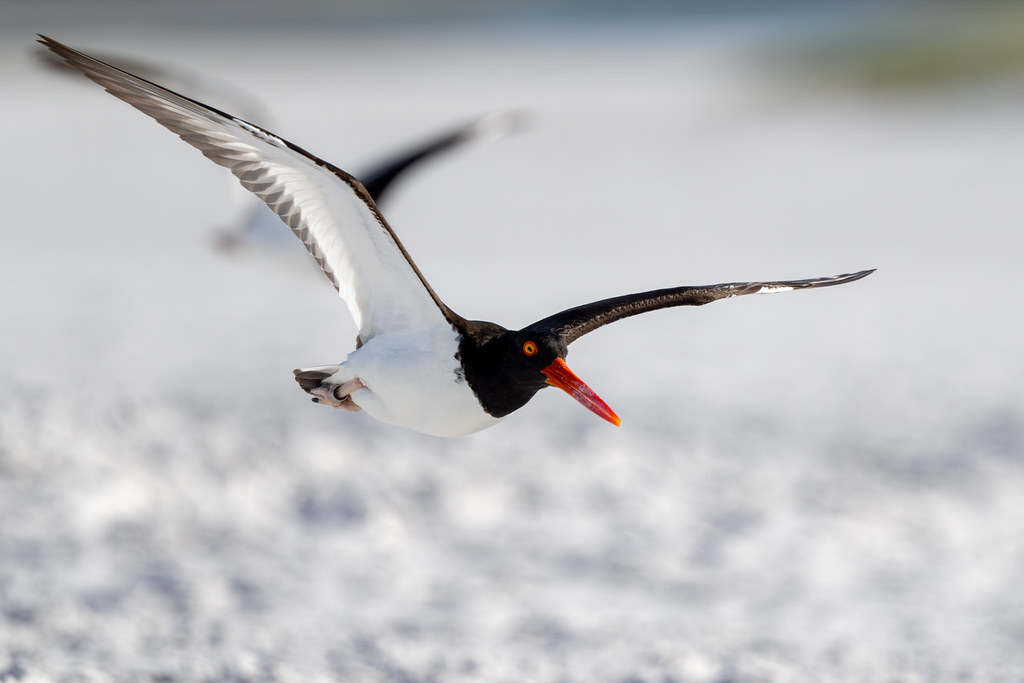 ron_buening's tweet photo. New photo: Oystercatcher Mimicry | One American Oystercatcher flies perfectly in sync behind the other. | https://t.co/wlviCKitLY https://t.co/njfZpOLHTN