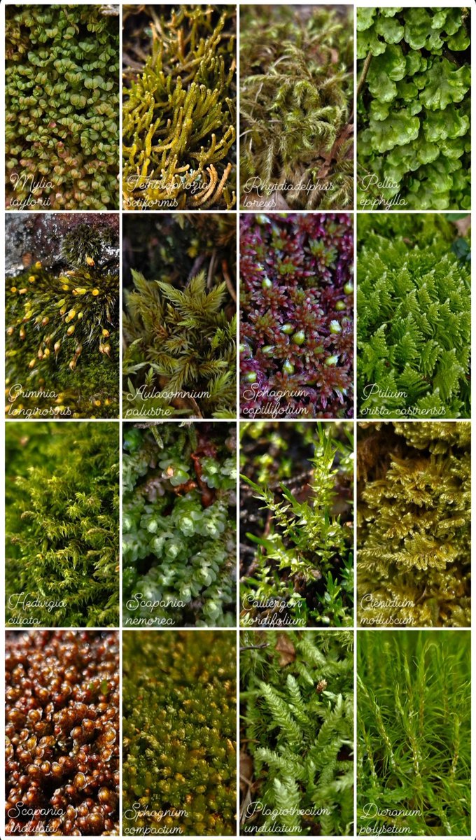 orsejka_'s tweet photo. Some tresures from my trip to Scandinavia. What a lovely country! 🇧🇻🇸🇪
#Poales #Poaceae #Juncaceae #Cyperaceae #Typhaceae #Carex #Bryophyta #Marchantiophyta #moss #grasses #sedges #Norway #Sweden #plants #collage https://t.co/utTRIJWi2l
