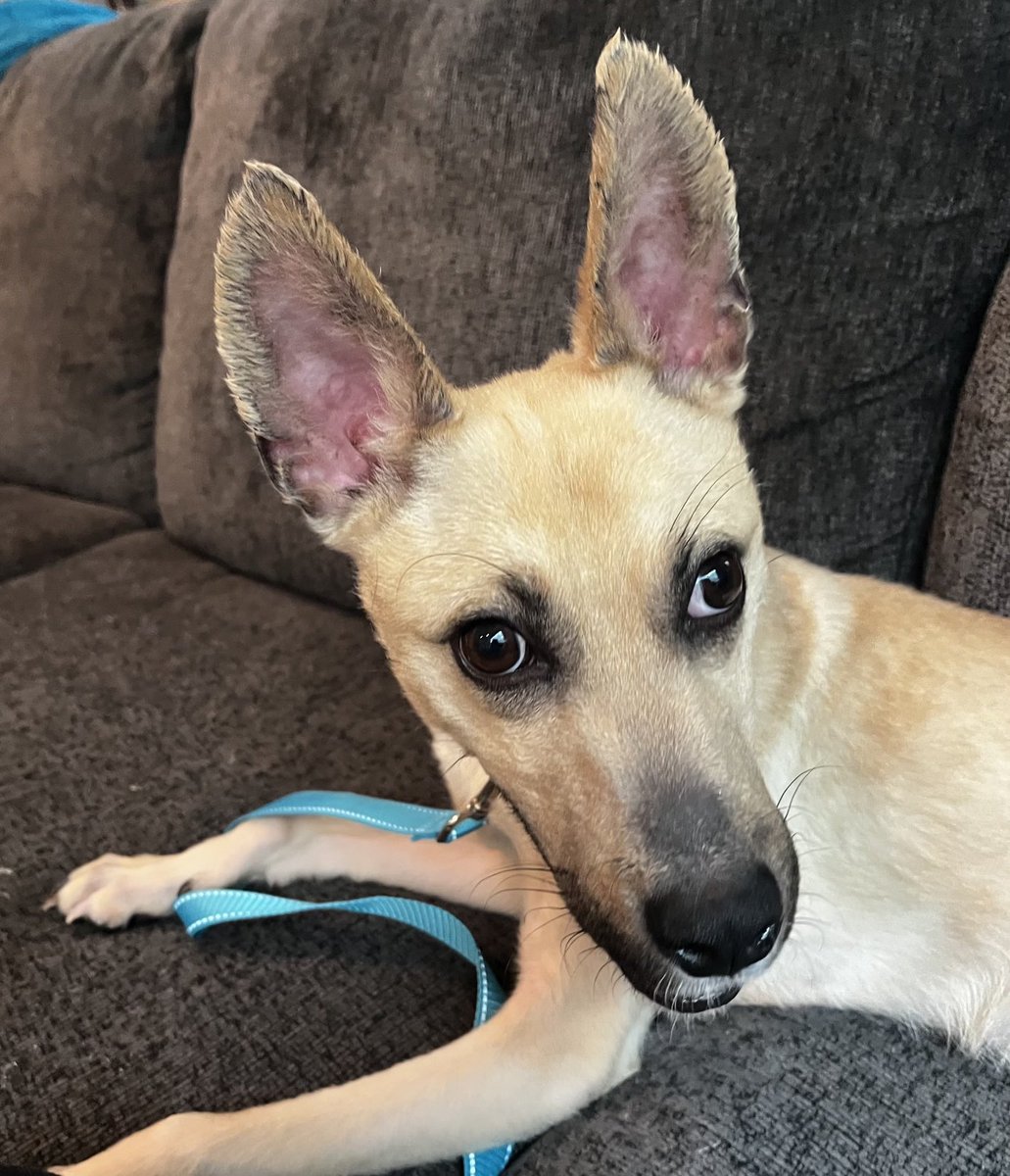Maverick is in foster with ⁦<a href="/oldnbitchy/">Theresa M</a>⁩!
She said he’s small, soft n super cute!!!
Maverick is still available!
Dog friendly, super sweet, 25 lbs and super ears!!! ♥️
rescuecoop.org/services