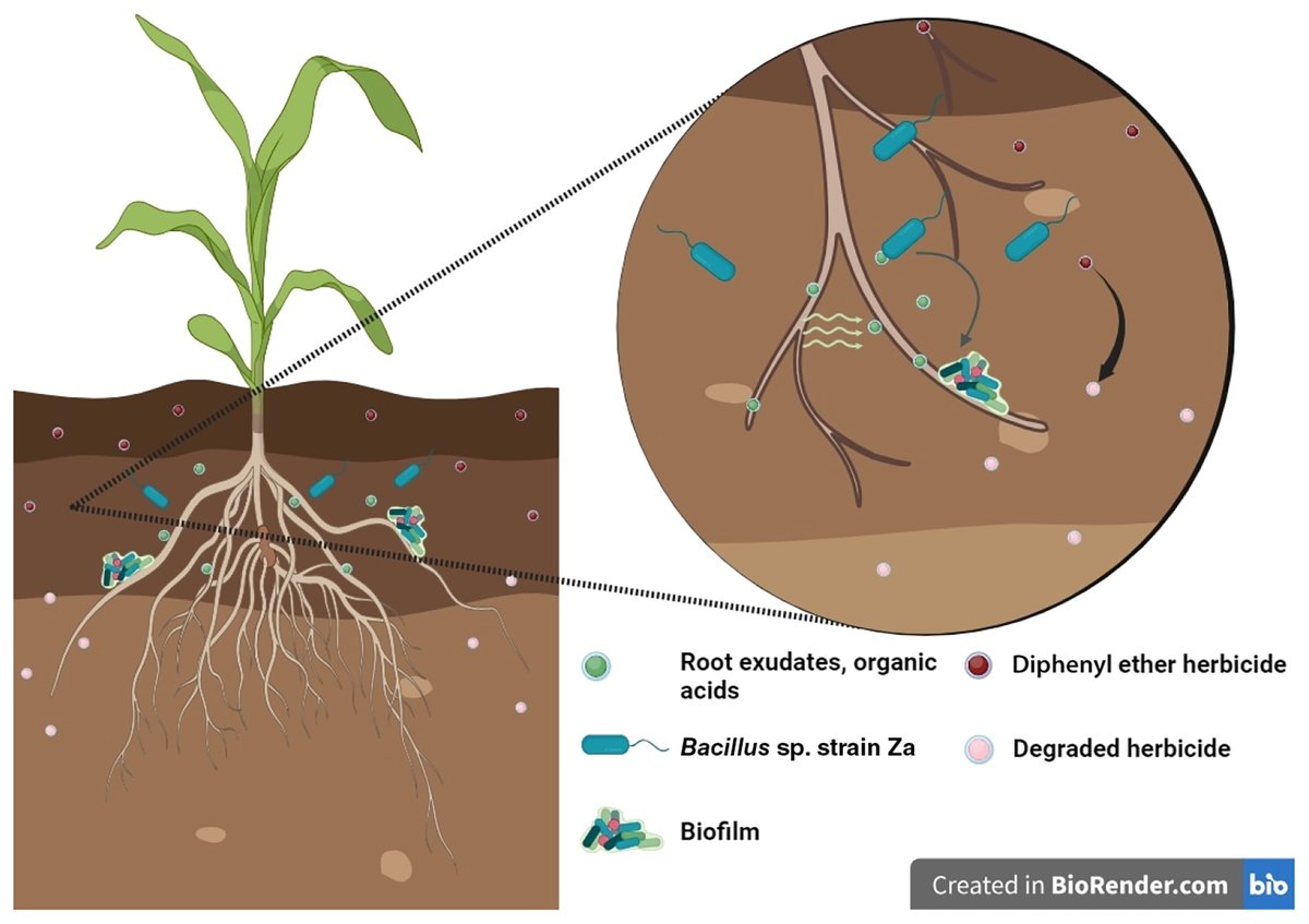 MPMI Journal (@mpmijournal) on Twitter photo Read the associating commentary by <a href="/SivaSankariIMS/">SivaSankari</a> where she summarizes their findings and the significance of this new research. This research highlights the key role of plant-microbe interactions in breaking down harmful herbicide residues in soils. Read the associating commentary by <a href="/SivaSankariIMS/">SivaSankari</a> where she summarizes their findings and the significance of this new research. This research highlights the key role of plant-microbe interactions in breaking down harmful herbicide residues in soils.