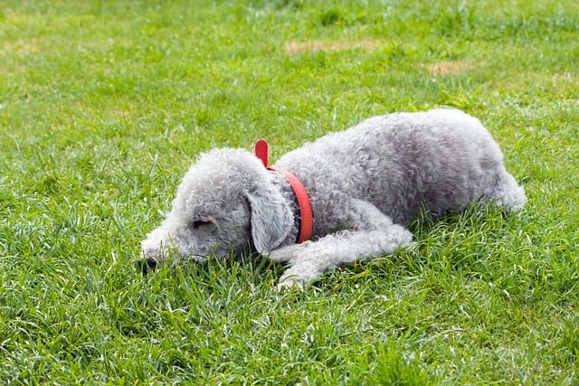 dietpetsolution's tweet image. Curious about the Bedlington Terrier? 🐶 Known for their lamb-like appearance and lively personality, these dogs are truly special. Learn all about their care needs and more in our latest blog post! 🐾

Read here:petdietsolutions.com/discover-the-b…