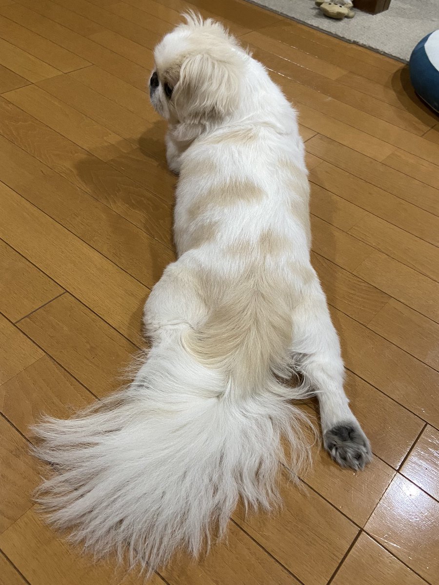 獅子丸😆野犬のおやぶん！！ (@440trainer) / Posts / X