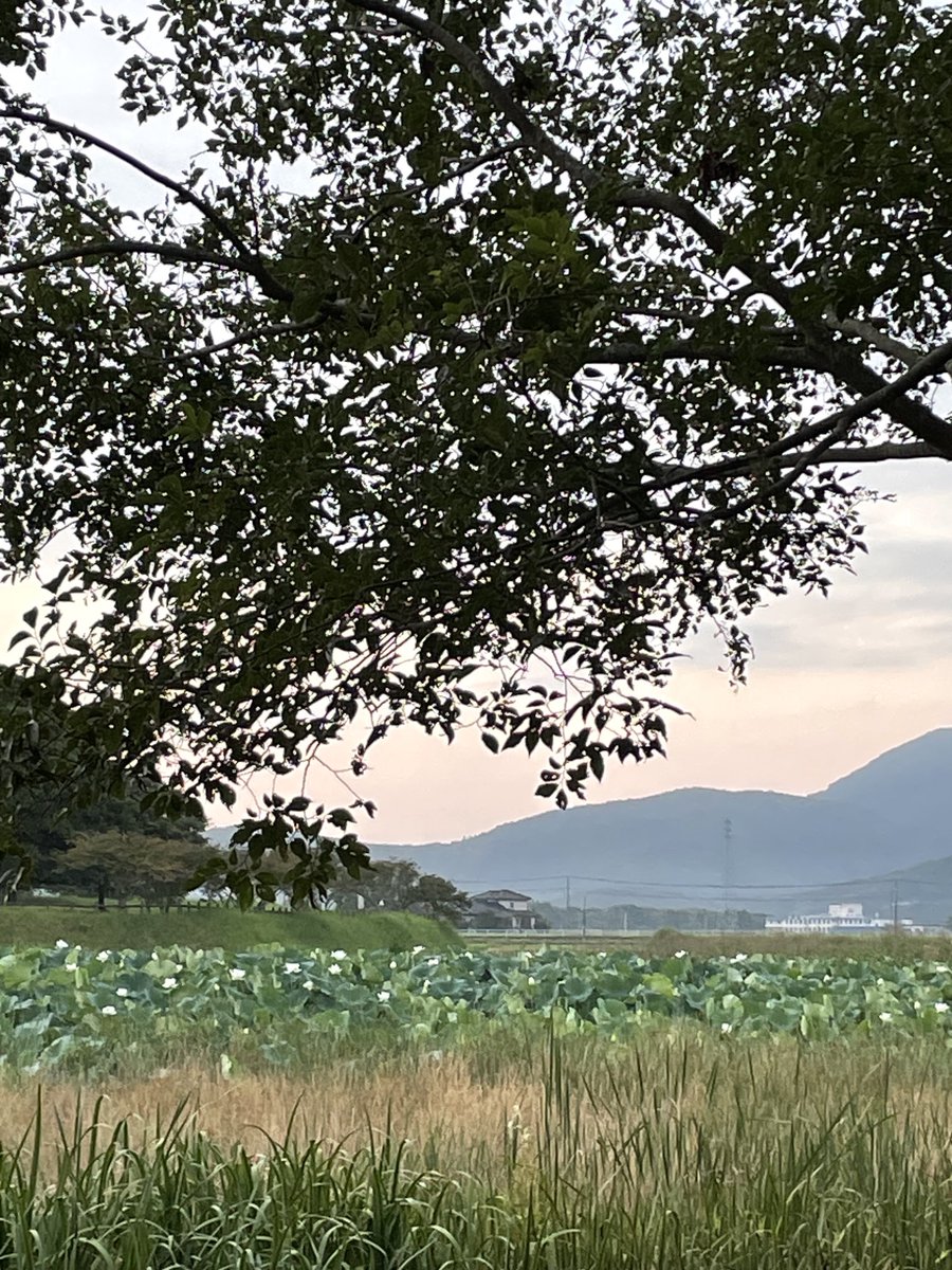 4gasuki's tweet photo. 蓮の花 https://t.co/8wxFYz5KTn