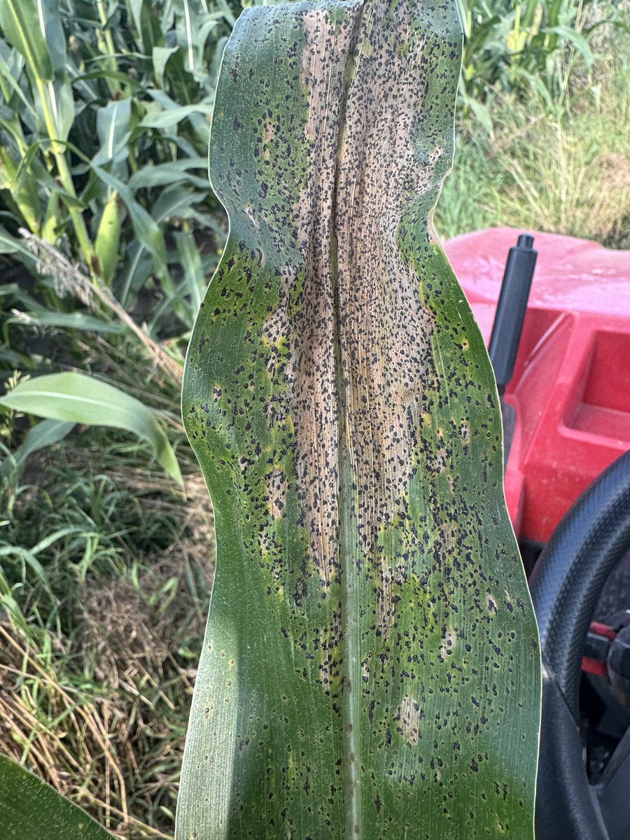 Tar spot showing up