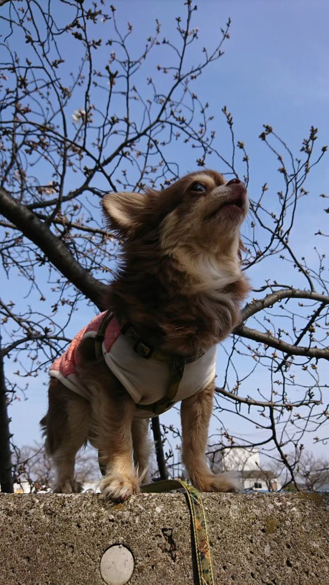 lisachoco4's tweet photo. 昨日の早朝、チワワのちょこが旅立ちました。
私が帰省した日の翌朝でした。
帰りを待ってくれてたみたい
あと何日で私が帰って来るからねって、お話してたそう

沢山のありがとうと、大好きを伝える事ができました。
本日9時にお空に向かいます🌈
ちょこたん、ずっと大好き！！ https://t.co/oCWfstLQw5
