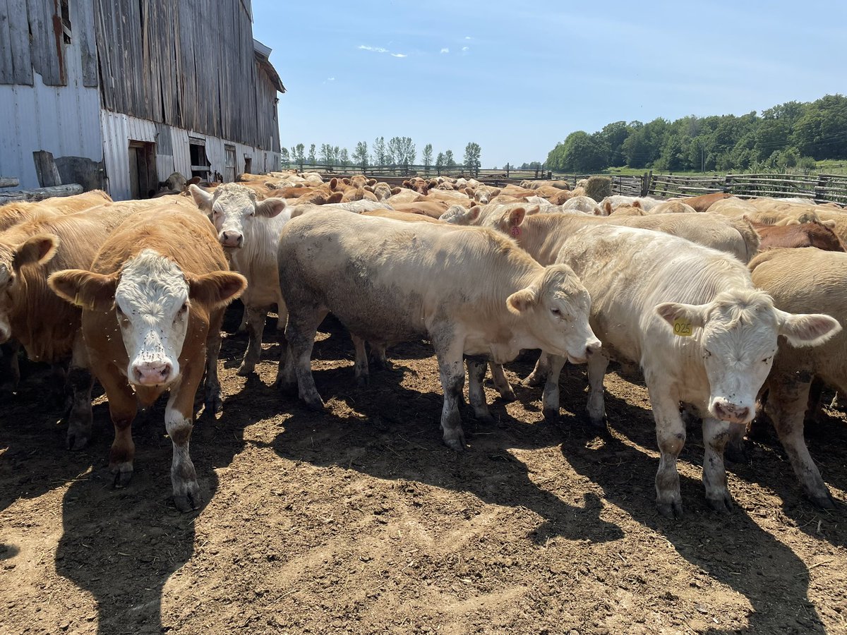BruceOrford's tweet photo. Nice group of steers at Keady Livestock tomorrow. Good quality cattle ready to perform on the feedlot. https://t.co/bbnnx7dUwj