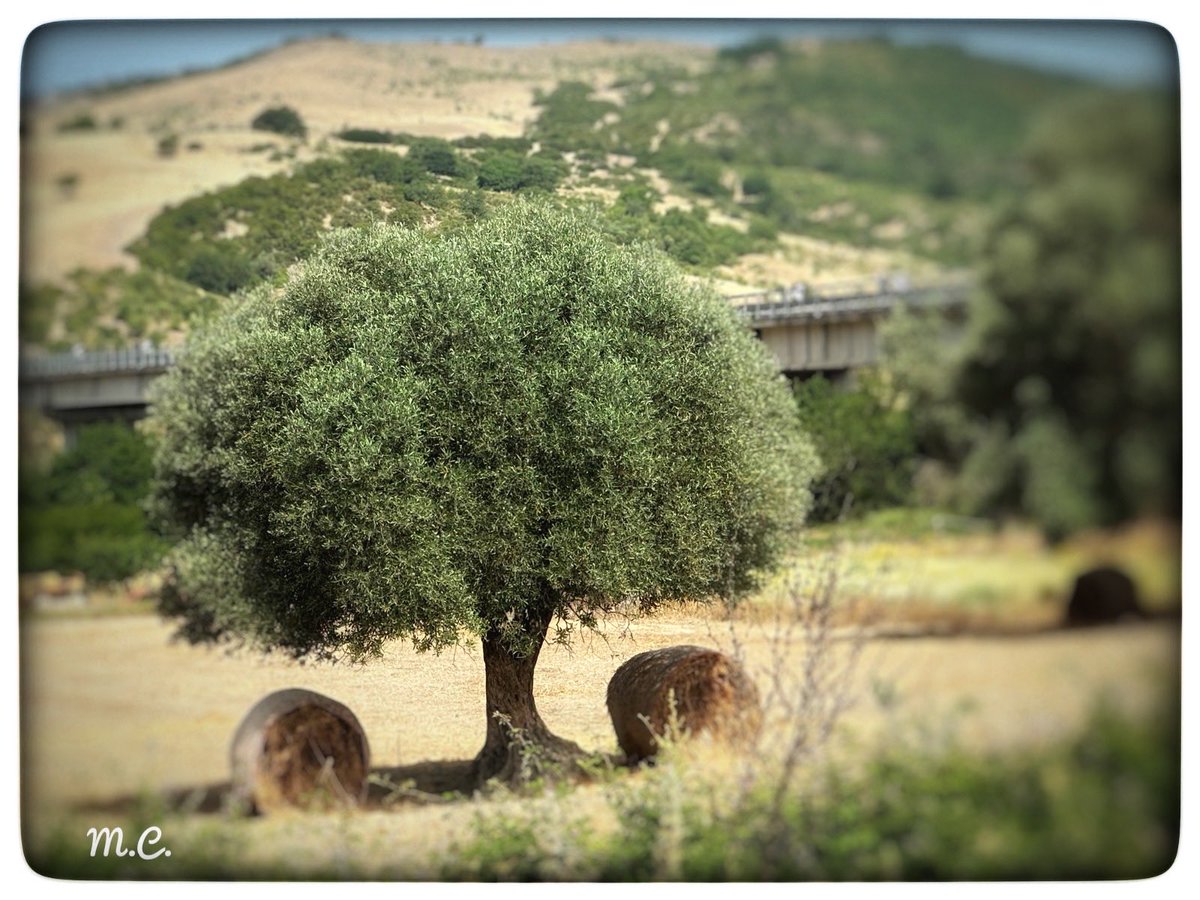 LucanoStupore's tweet photo. #Stupore_Lucano #basilicata #LandscapeLover
#NaturePhotography
#ScenicViews
#MountainPhotography
#SunsetLovers
#EpicLandscapes
#NatureLovers
#BeautifulDestinations
#LandscapePhotography
#WildernessCulture
#LandscapeCapture
#LandscapesOfInstagram
#NaturePerfection
#love #olivi https://t.co/e03KAzWOxO