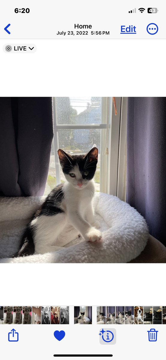 chrissywhite71's tweet photo. @BlueStormComin1 I want to follow everyone who posts on here! Pets & Democracy r my #1 issues!!!! #petsforharris https://t.co/wKZSilKCce