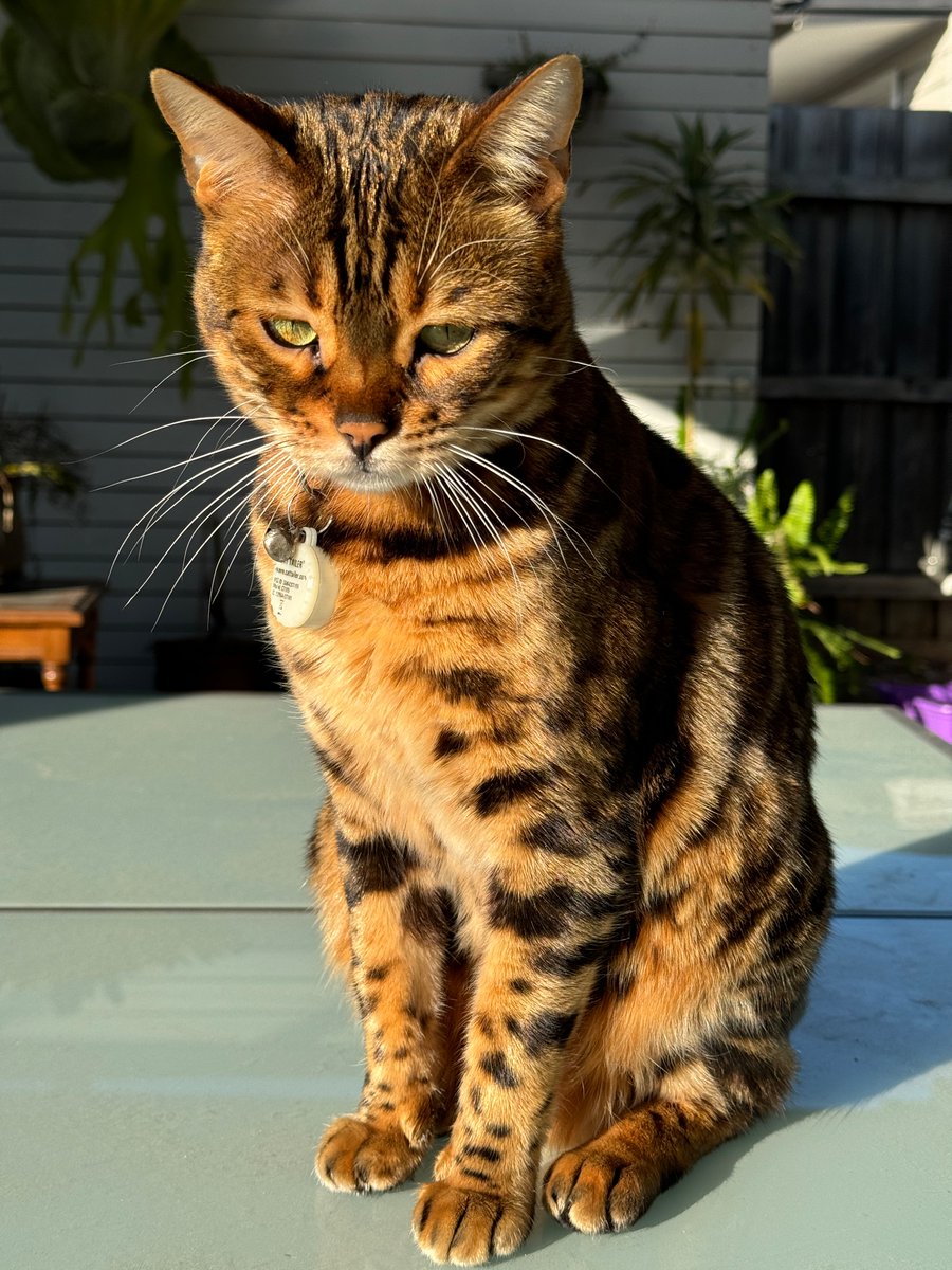 Good morning from Deva the Bengal Boat Cat in Melbourne!