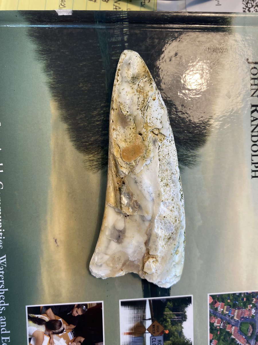 Retired_LeBlanc's tweet photo. Hmmm… found something strange at the beach today. Is it a #bone or #fossil or a #shell ? #fossilid #help #beachfind #boneorfossil #fossilorshell #helpid https://t.co/VjUoqyJt68