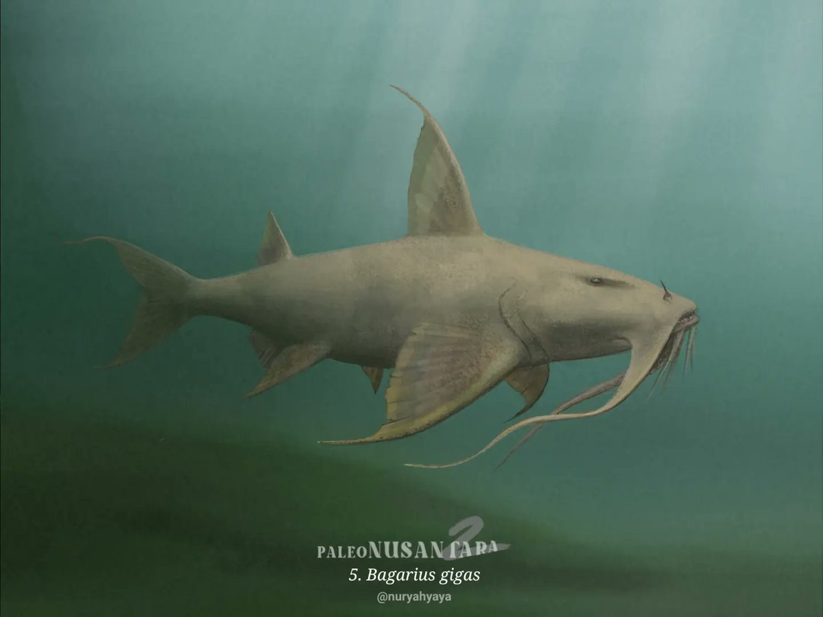 #paleonusantara2
#paleonusantara
Bagarius gigas is a large Sisoridae catfish from Indonesia where the fossils were found in Padang, West Sumatra date around Eocene and several sites in Java from Pleistocene.