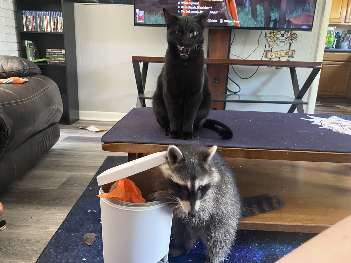 thedynamiccatt1's tweet photo. @MountainDew true https://t.co/gEcZYqquLv