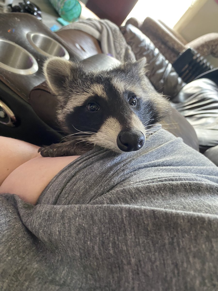 my face today when mom told me i was too chunky for my harness.
i told her to lay off the <a href="/WaffleHouse/">Waffle House</a> and mind her business