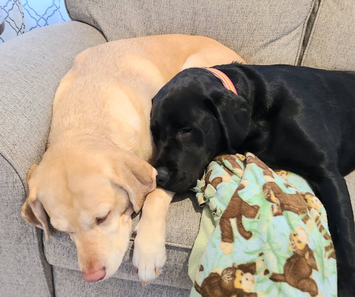 MarkBennett_CAS's tweet photo. @drcrouchback We had to complete our companions... she comes home on Saturday https://t.co/AME6kTaEIL